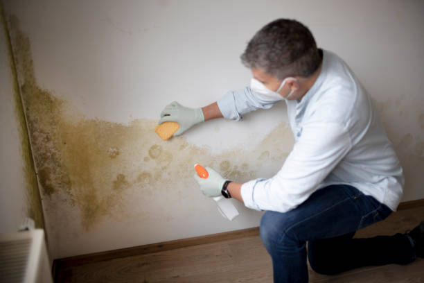 Best Indoor Air Quality Assessment  in Cowarts, AL
